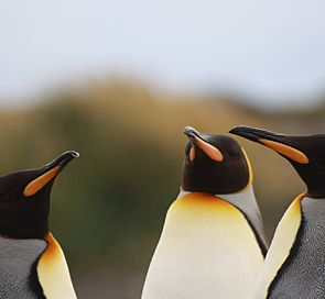 Quer ver Pinguins?: Os imperdíveis da Patagônia