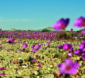 Desierto de Atacama: Este 2017 se viene más florido que nunca