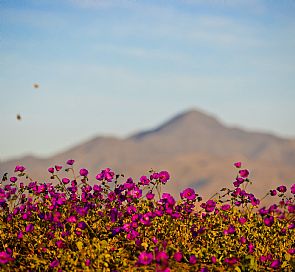 Qual é a melhor forma para conhecer o deserto florido?