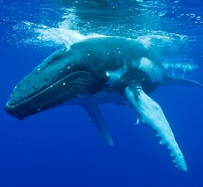 Os 7 melhores lugares para avistar baleias no Chile