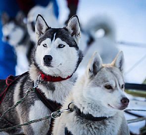 Aventuras de inverno: Tudo sobre trenós puxados por cães Husky no sul do Chile
