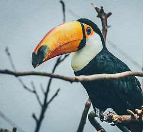 Qué animales se pueden ver en el Amazonas, Perú