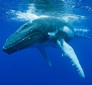 Tudo o que você precisa saber sobre observação de baleias no norte do Peru