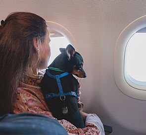 Viajar con mascotas dentro de Chile: Todo lo que debes saber