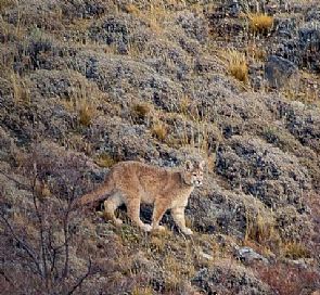 Rastreamento de Pumas em Torres del Paine