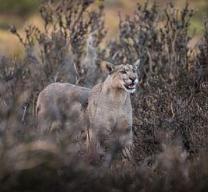 Guia Completo para ver Pumas em Torres del Paine