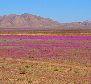 Programa Vale do Elqui e Deserto Florido em hotel Club La Serena