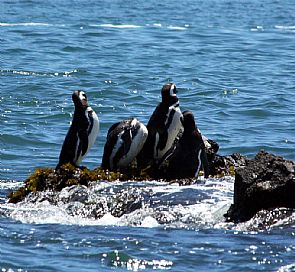 1. Tour pelas Pingüineras de Puñihuil - saídas desde Puerto Varas