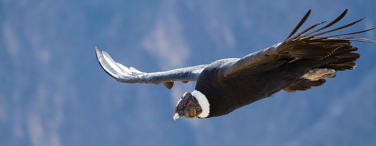 Cañón del Colca