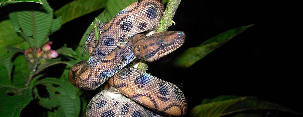 Parque Nacional Yanachaga Chemillén