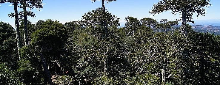 Parque Nacional Nahuelbuta