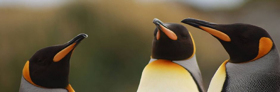 Excursión a Terra do Fogo e Parque Pinguino Rei