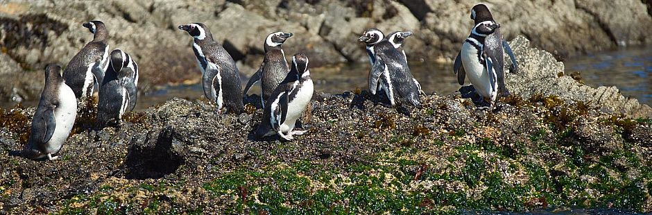 Vela para os pinguins de Puñihuil