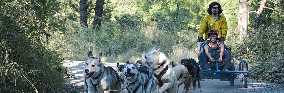 Treinamento de cães Husky na Terra
