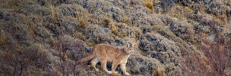 Rastreamento de Pumas em Torres del Paine