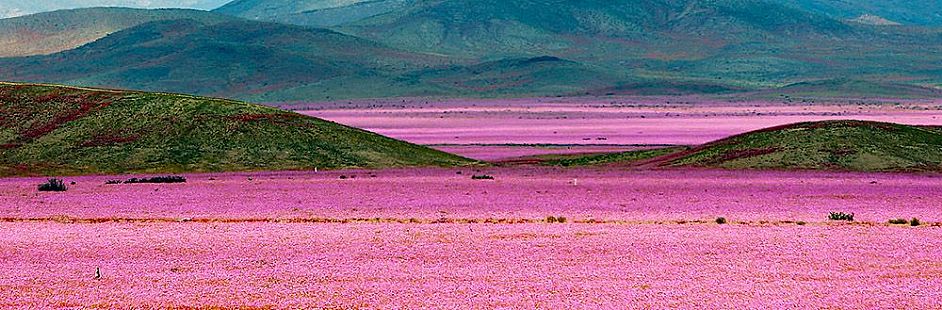 Programa Vale do Elqui e Deserto Florido em hotel Club La Serena