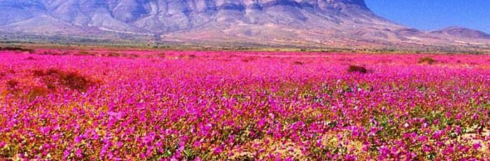 Programa Deserto Florido em hotel Club La Serena