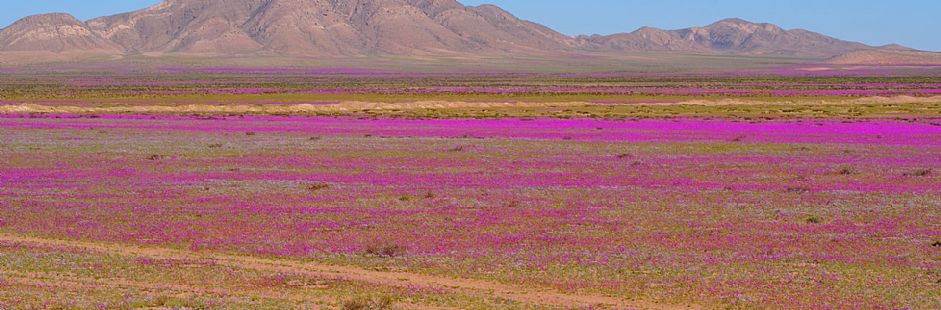 Programa Vale do Elqui e Deserto Florido em hotel Club La Serena